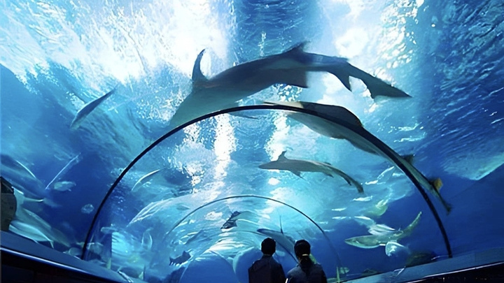 "上海海洋水族馆：遇见神秘的水下王国，一场视觉盛宴等你来！_上海海洋水族馆"的评论图片