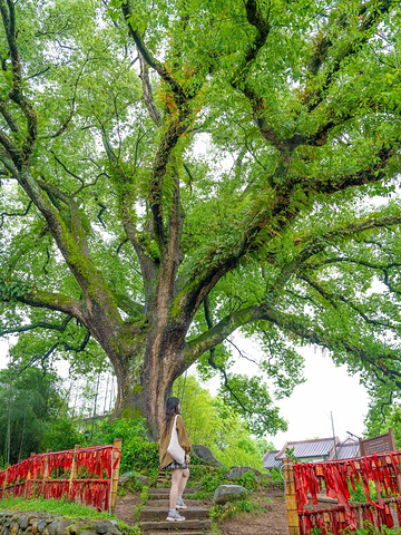 "丽水，你藏得这么深，真是让人又惊又喜_古堰画乡景区"的评论图片