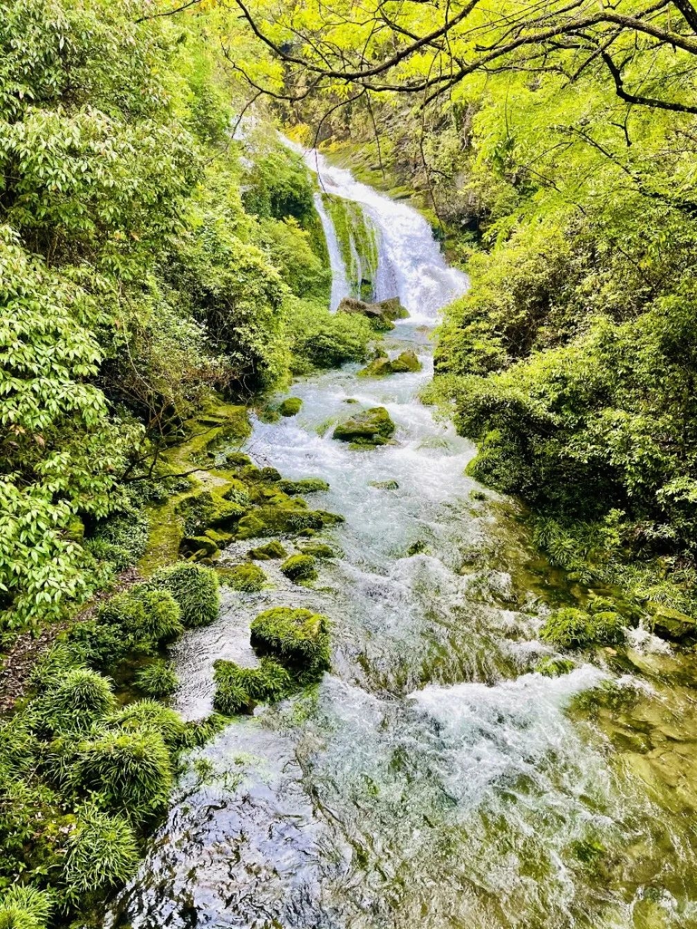 荔波茂兰自然保护区实拍图4