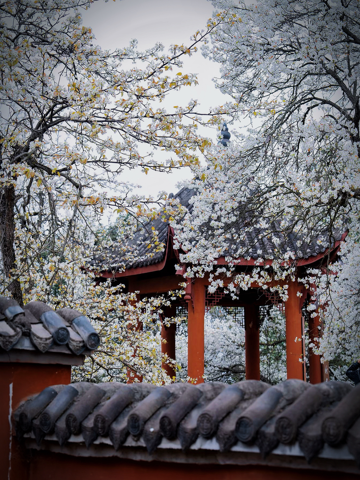 德阳鹡鸰寺实拍图7