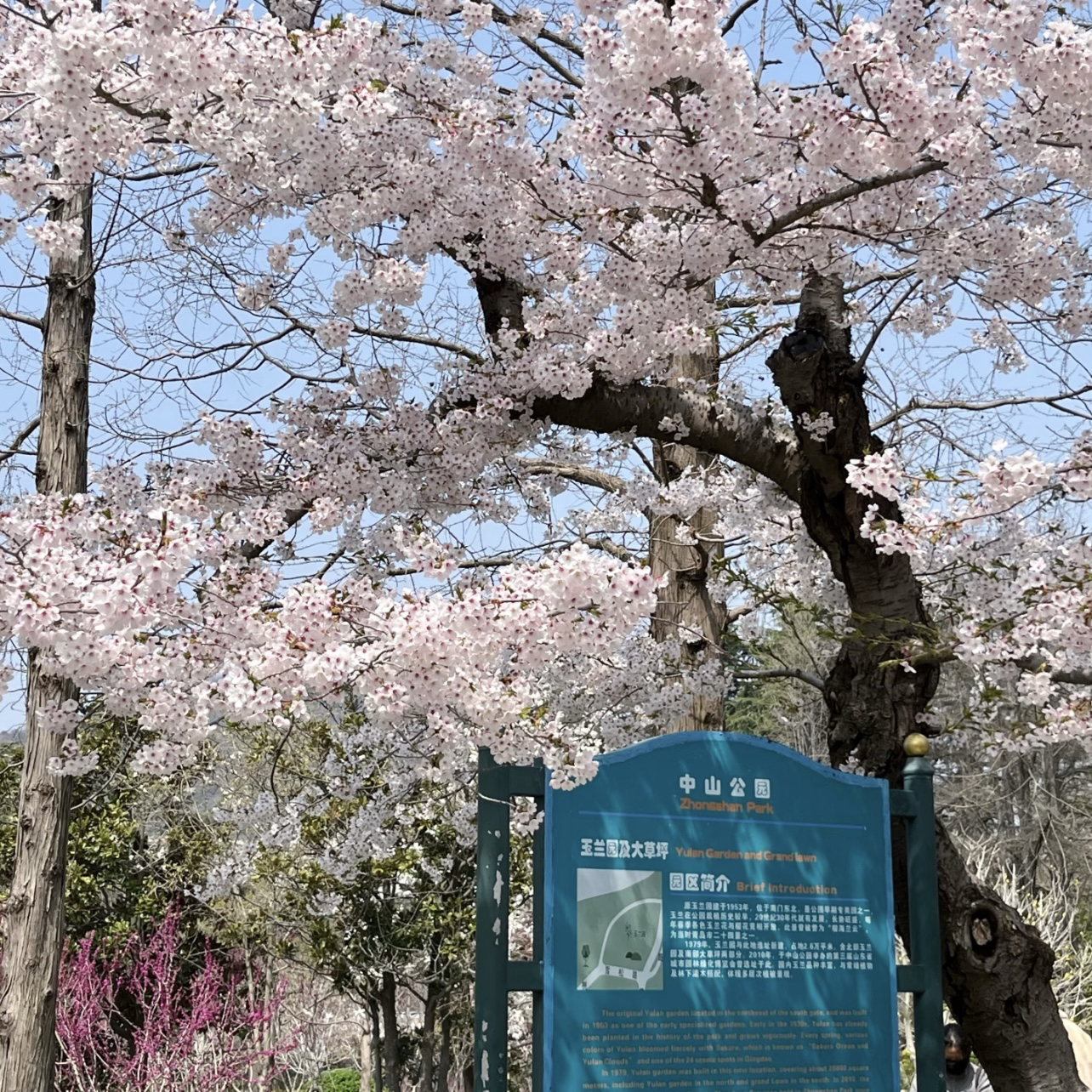 青岛中山公园-花溪谷实拍图