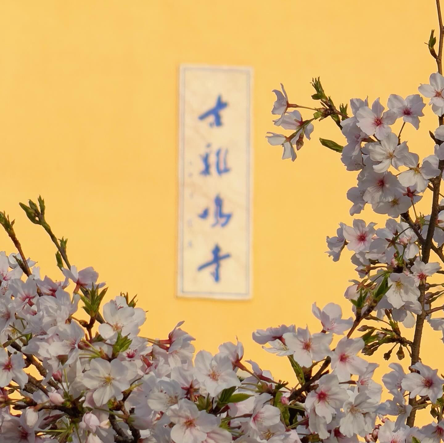 南京古鸡鸣寺-五观堂实拍图