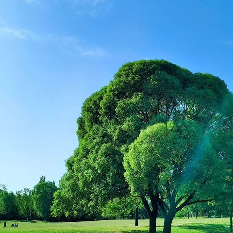 "揭秘朝阳公园：首都隐藏的自然美景与休闲好去处_朝阳公园"的评论图片