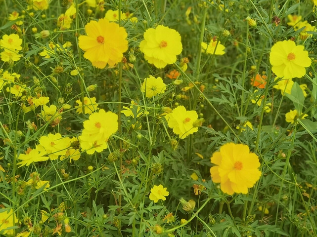 "五月的海珠湖花开成海，百子莲太梦幻了_海珠湖公园"的评论图片