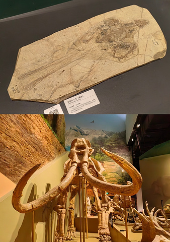 "来柳州嗦粉，别错过这个冷门博物馆了！_柳州白莲洞古人类遗址博物馆"的评论图片