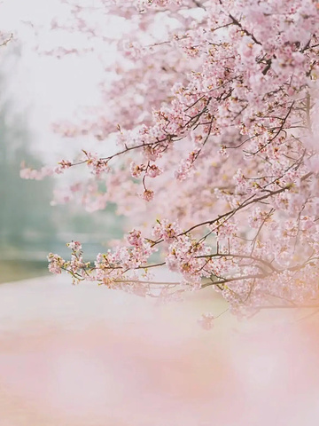 "春日限定！辰山植物园樱花盛开，漫步花海不是梦。_上海辰山植物园"的评论图片