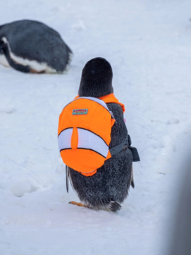 哈尔滨极地馆南极企鹅岛旅游景点攻略图