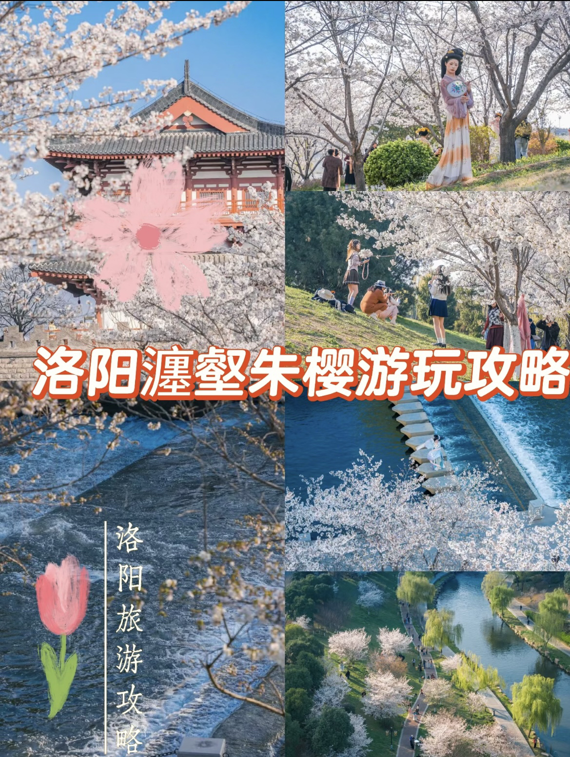 洛阳瀍壑朱樱实拍图
