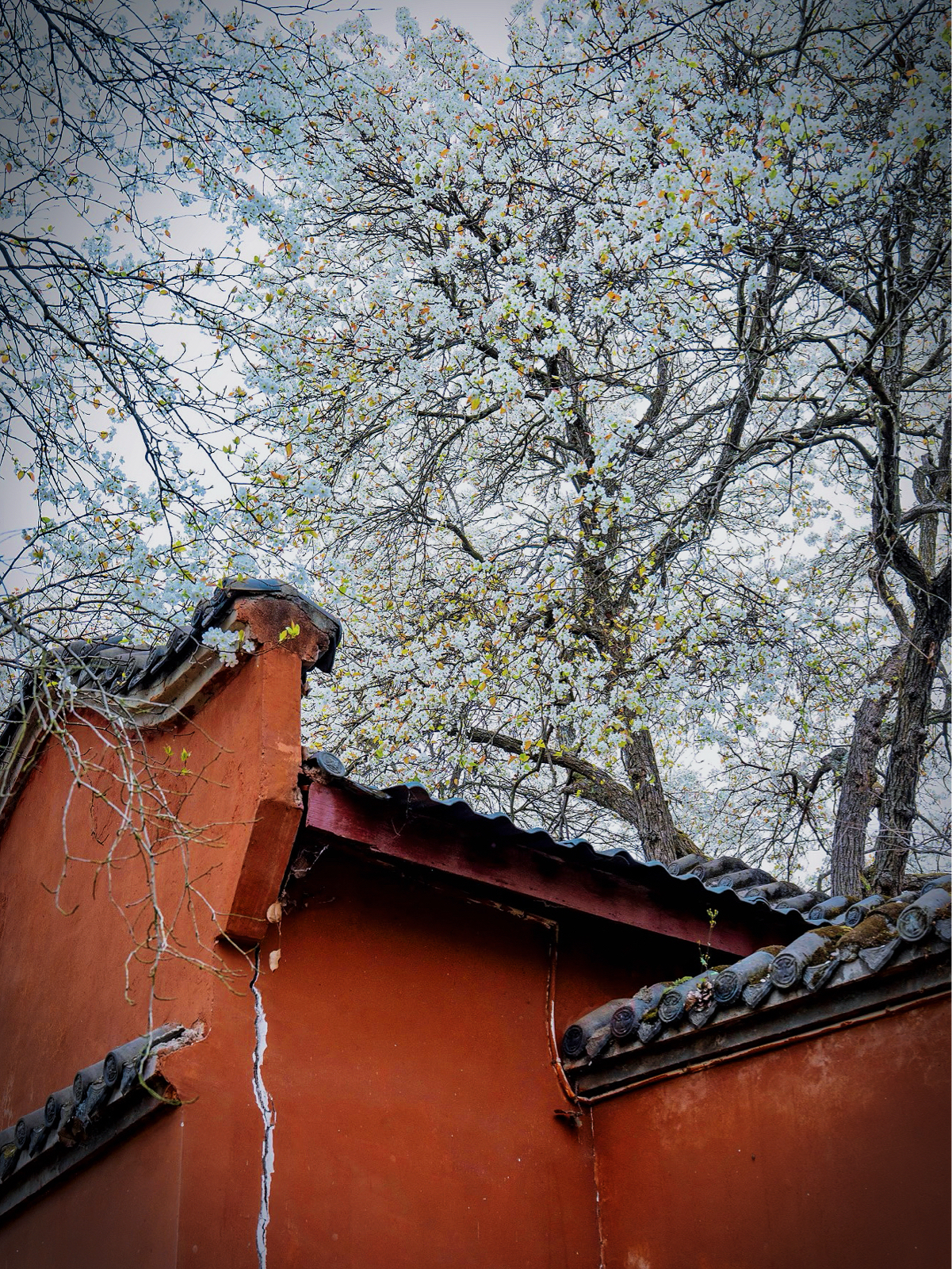 德阳鹡鸰寺实拍图5
