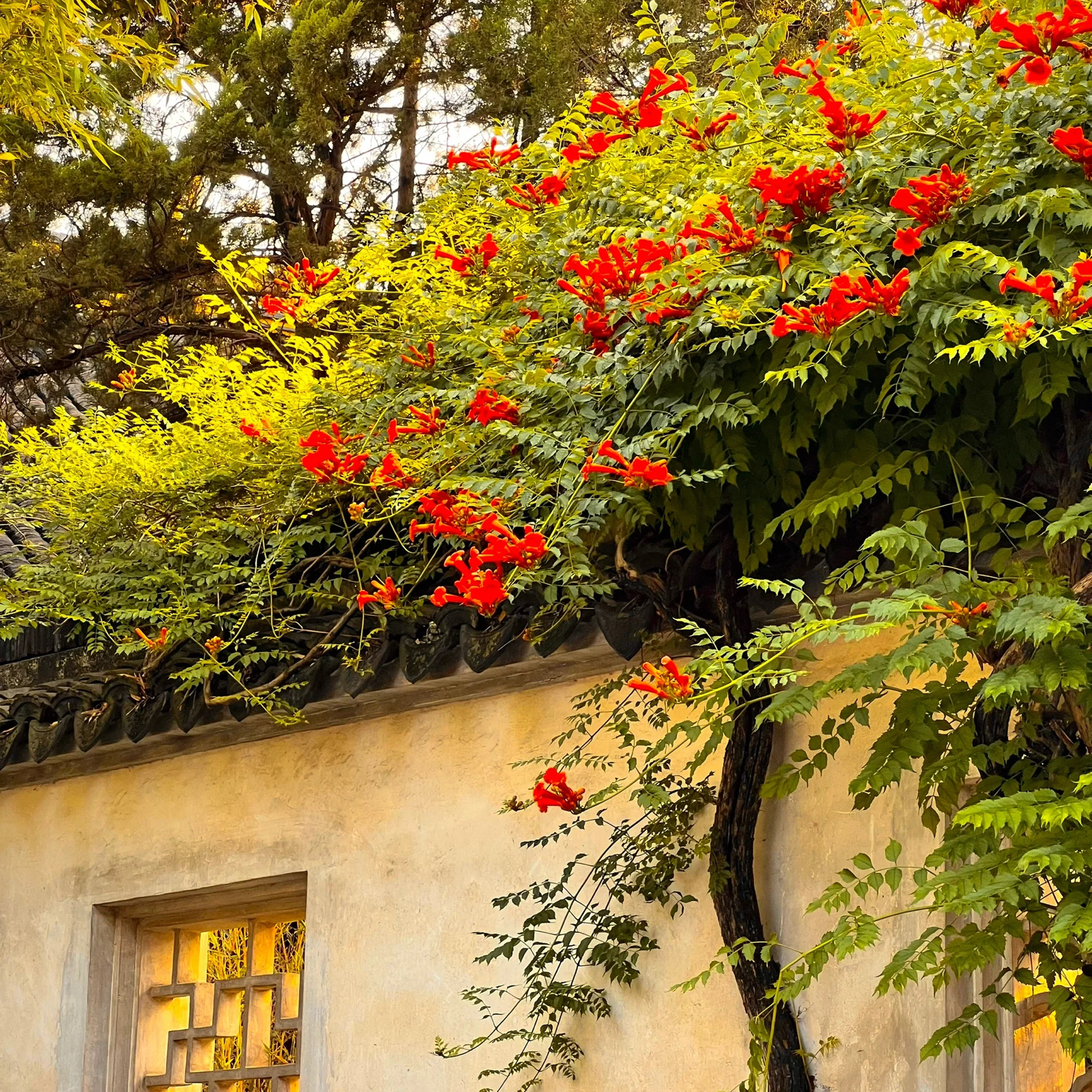 苏州虎丘山风景名胜区实拍图