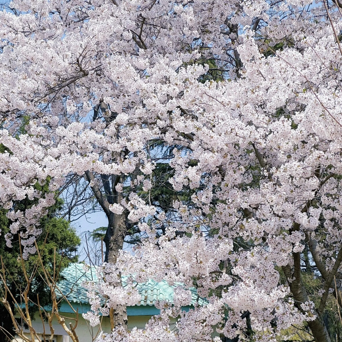 青岛中山公园-花溪谷实拍图