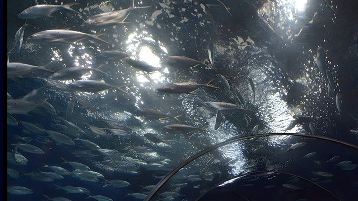 "上海海洋水族馆：遇见神秘的水下王国，一场视觉盛宴等你来！_上海海洋水族馆"的评论图片