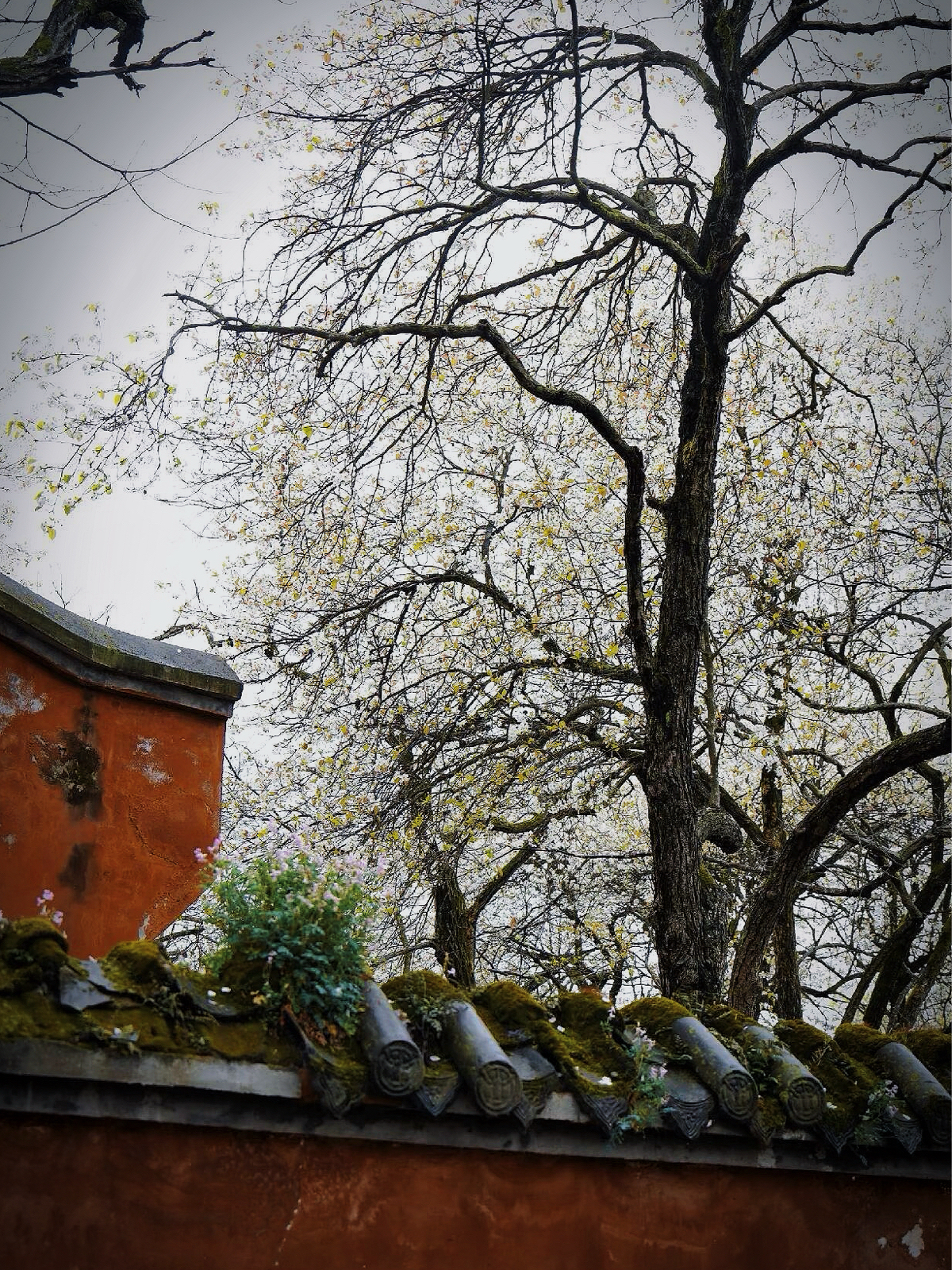 德阳鹡鸰寺实拍图3