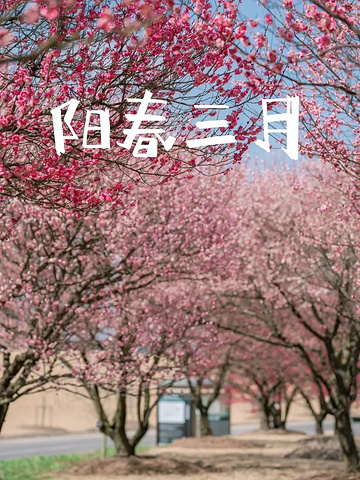 "春日限定！辰山植物园樱花盛开，漫步花海不是梦。_上海辰山植物园"的评论图片