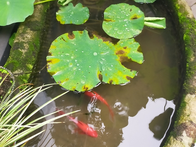 "地道湘菜馆推荐_前行公馆青园九号"的评论图片