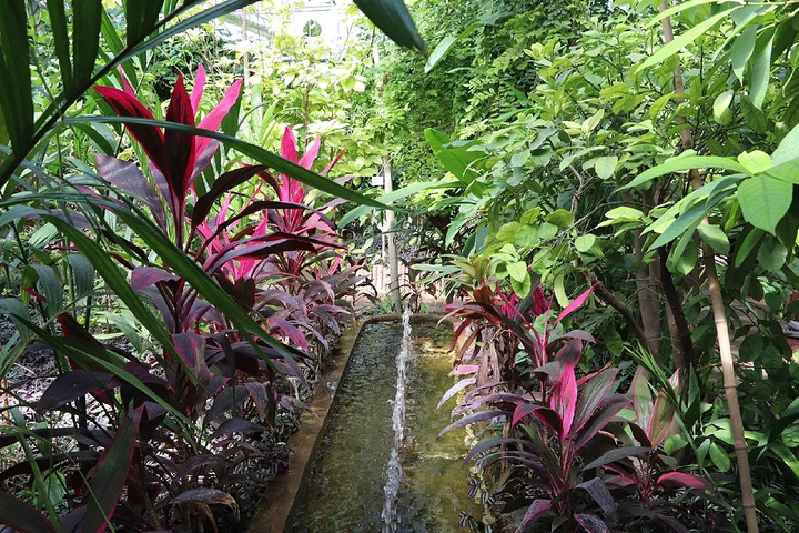 "春暖花开的呀路古：热带植物的世界之旅_呀路古热带植物园"的评论图片