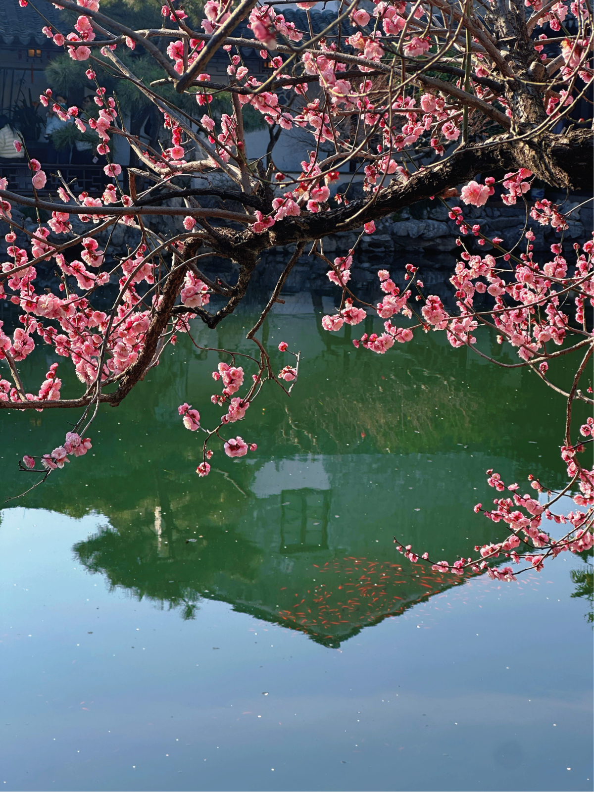 苏州艺圃实拍图2