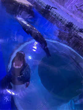 济州岛Aqua Planet水族馆旅游景点攻略图