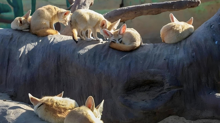 "走进动物王国：上海野生动物园里的奇妙一天_上海野生动物园"的评论图片