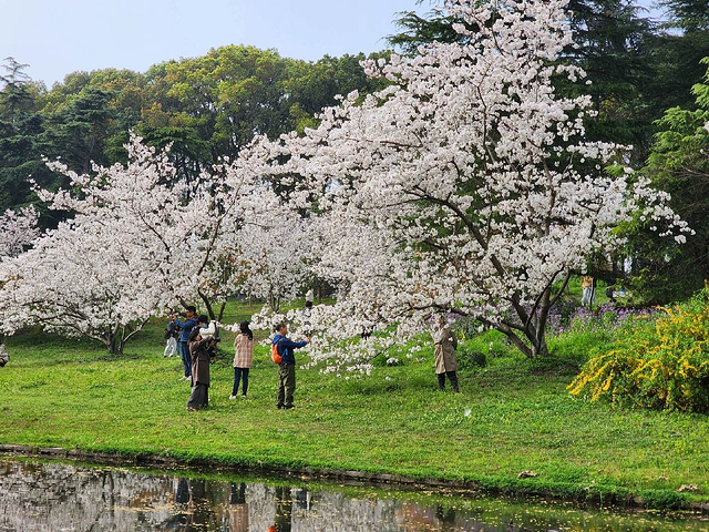 "不止有樱花！共青森林公园里的那些你不知道的美_上海共青森林公园"的评论图片
