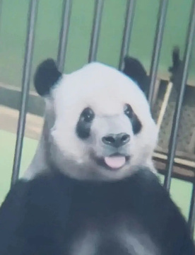 北京动物园-奥运熊猫馆旅游景点攻略图