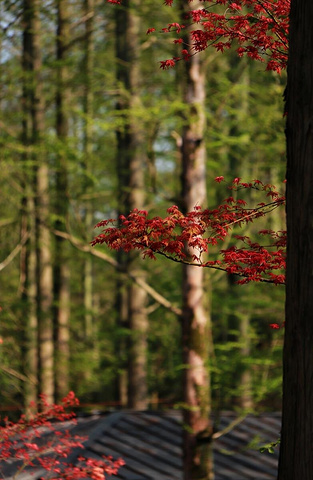 "呼吸最纯净的空气，东平国家森林公园——您的天然氧吧！_东平国家森林公园"的评论图片