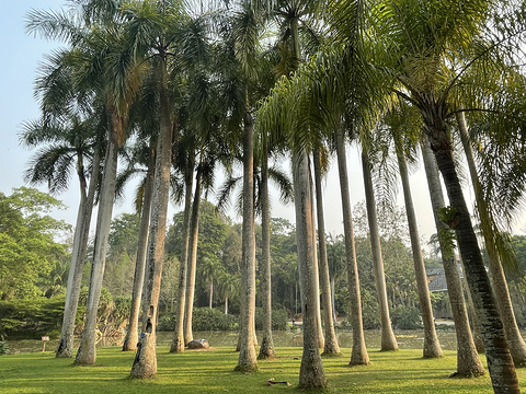 中国科学院西双版纳热带植物园旅游景点攻略图