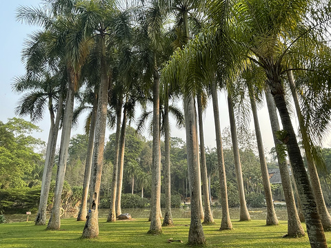 中科院西双版纳热带植物园旅游景点攻略图