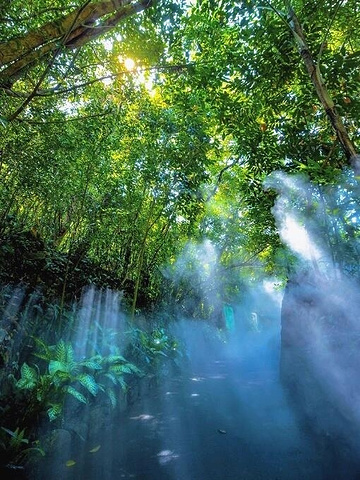 "五月免探访海南的神秘热带雨林天堂_呀诺达雨林文化旅游区"的评论图片