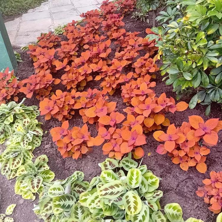 阿伯丁植物园实拍图2