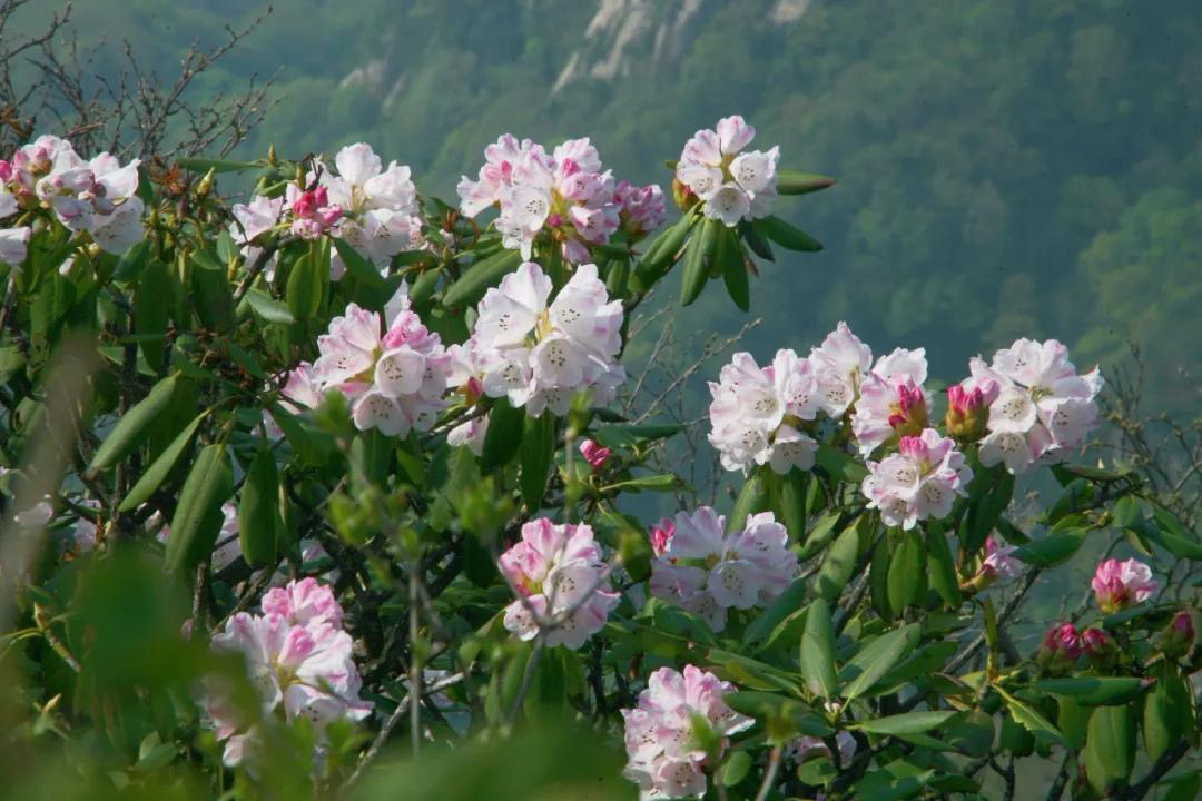 栾川老君山实拍图