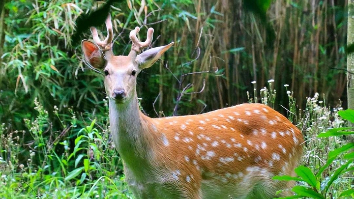 "东平国家森林公园：邂逅野生动物，体验真正的自然之旅!_东平国家森林公园"的评论图片