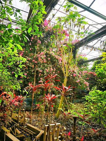 "呀路古热带植物园：国庆心动打地首选_呀路古热带植物园"的评论图片