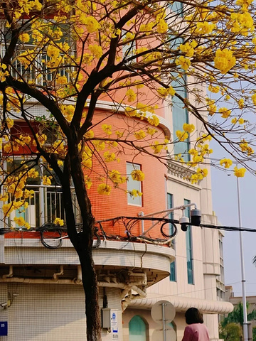 "佛山顺德勒流~一个看花的小众地方_顺德寻味院"的评论图片