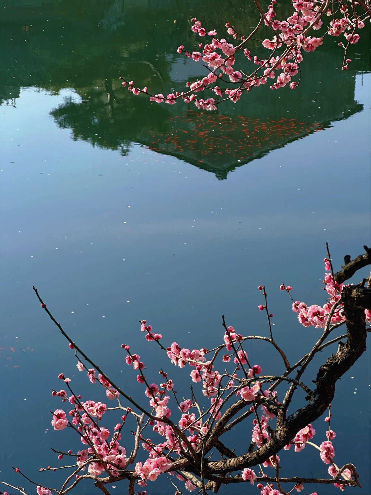 苏州艺圃实拍图6