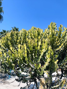 厦门园林植物园旅游景点攻略图