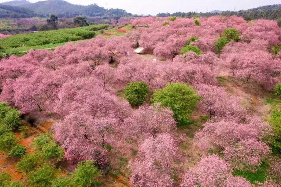 韶关樱花公园实拍图