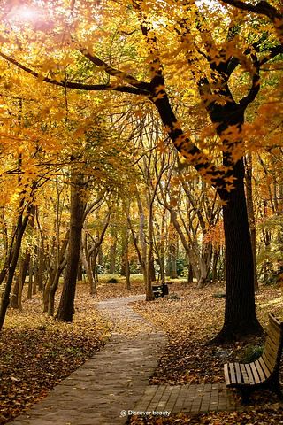 "共青森林公园有哪些拍摄题材？_上海共青森林公园"的评论图片