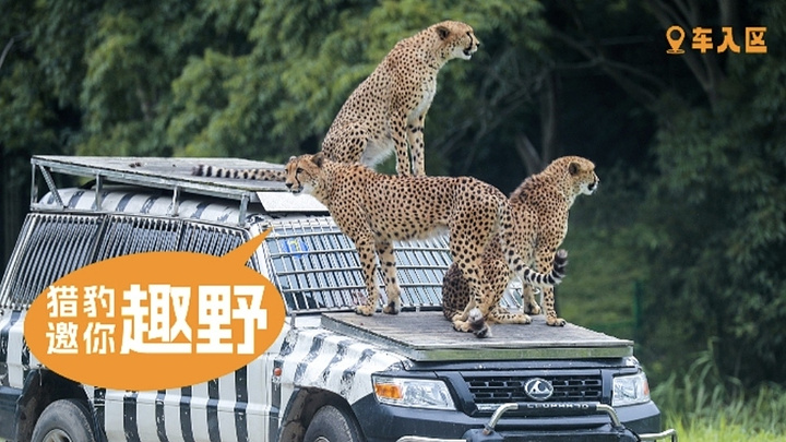 "走进动物王国：上海野生动物园里的奇妙一天_上海野生动物园"的评论图片