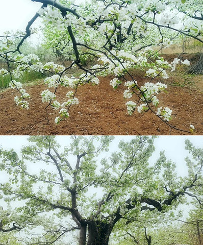 "探索梨树沟：不只是休闲，更是心灵的洗礼_梨树沟休闲谷"的评论图片