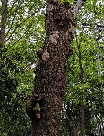 "访古华光桥，属于杭州的春和景明_霞湾公园"的评论图片