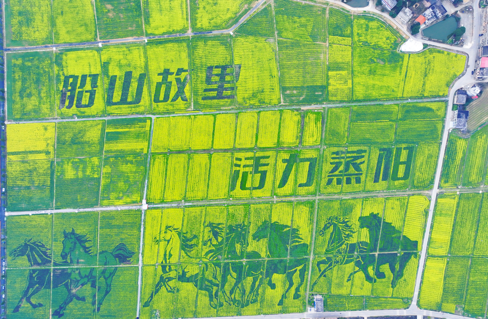 常宁百万樱花园实拍图
