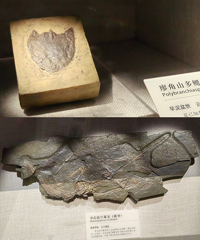 "来柳州嗦粉，别错过这个冷门博物馆了！_柳州白莲洞古人类遗址博物馆"的评论图片