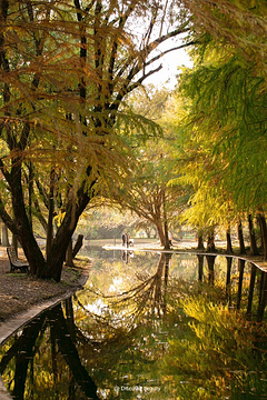 上海共青森林公园旅游景点攻略图