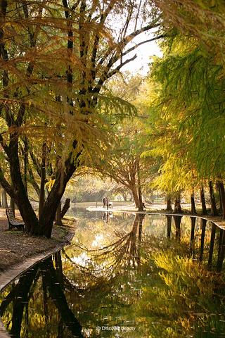 "共青森林公园有哪些拍摄题材？_上海共青森林公园"的评论图片