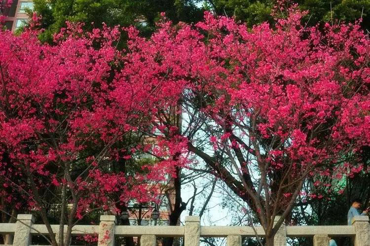 清远花卉庄园实拍图