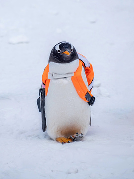 哈尔滨极地馆南极企鹅岛旅游景点攻略图