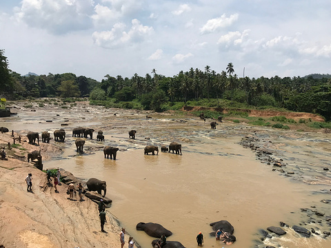 品纳维拉大象孤儿院旅游景点攻略图