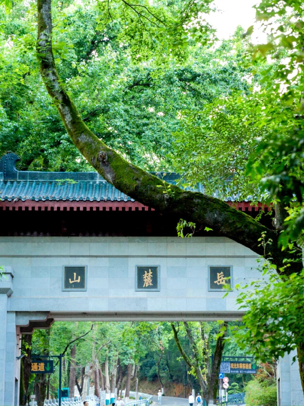 长沙岳麓山实拍图