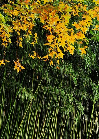 "健身达人新去处：紫竹院公园，天然氧吧等你挑战！_紫竹院公园"的评论图片